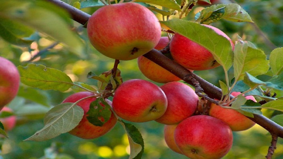 Как да третираме ябълките през пролетта – за да получим