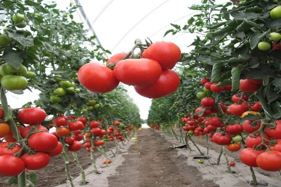 Тайните в отглеждането на домати – как да работим правилно