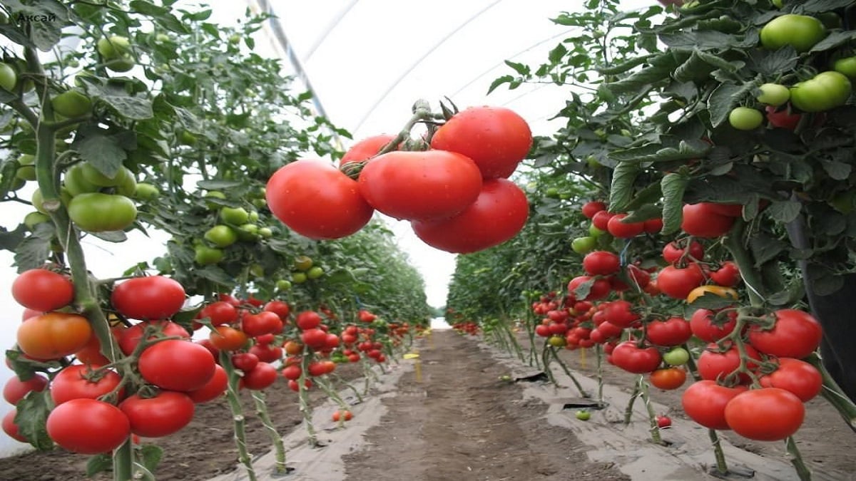Тайните в отглеждането на домати – oтглеждането на домати е