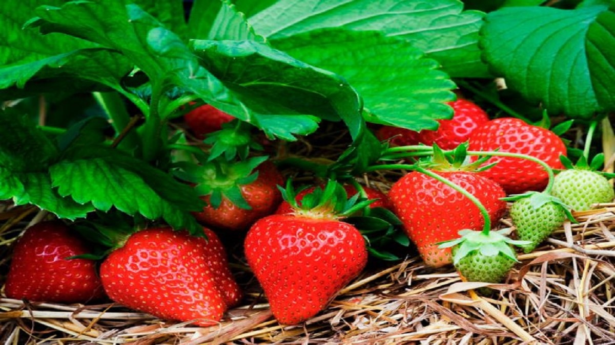Как да отглеждаме ягоди за най големи добиви – ягодите не