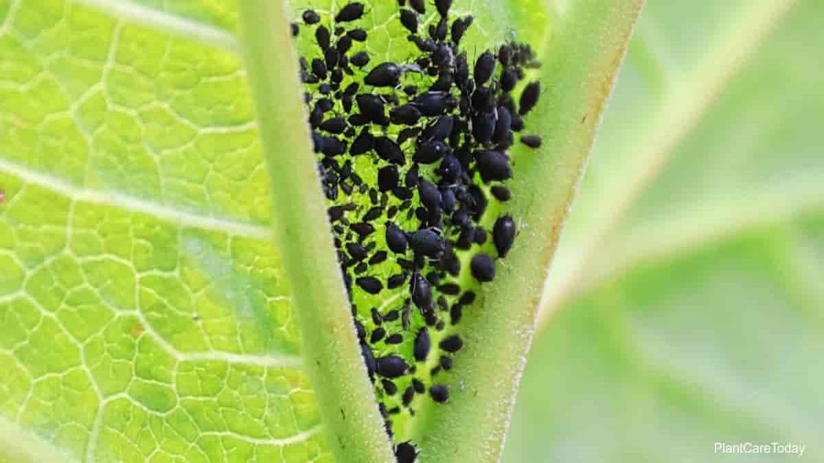 Как да се отървем от черни мушици в градината –