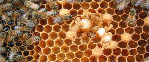 Лечение на варовито пило при пчелите - как да излекуваме варовито пило