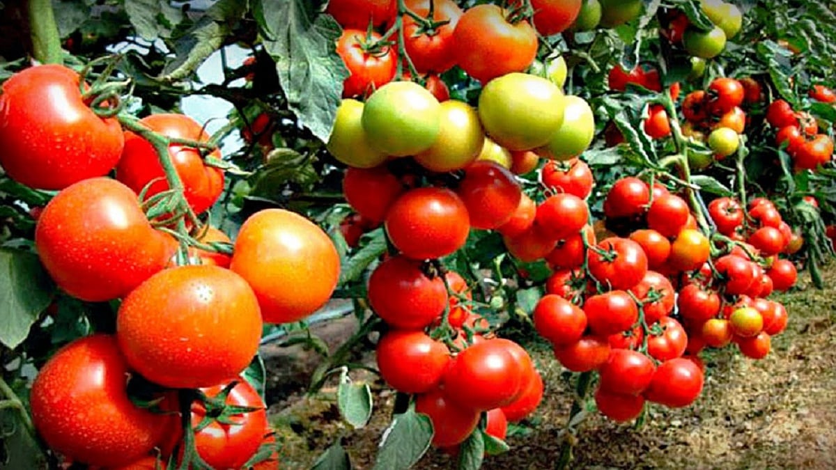 Златни правила при отглеждането на домати – всеки градинар има