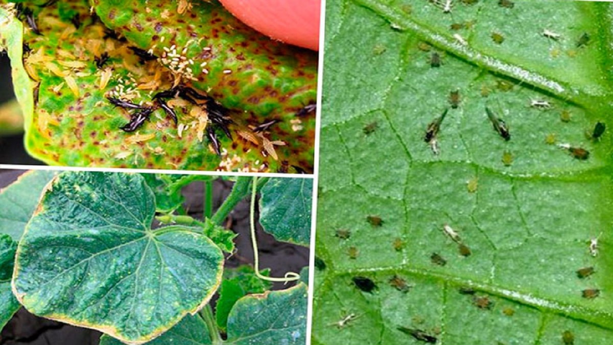 Как да защитим краставиците от вредители в градината – засаждаме