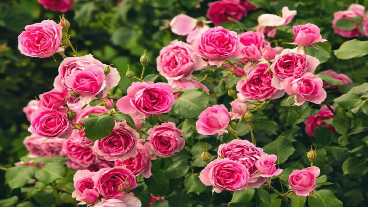 Как да се грижим за розите след цъфтежа – въпреки