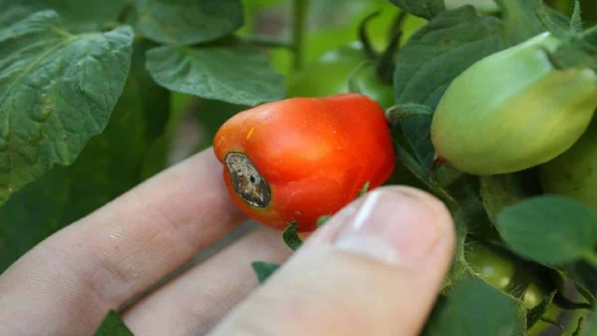 Защо доматите гният и как да спрем процеса – доматите