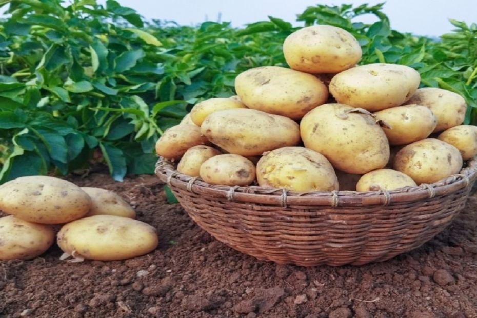 Съвременен подход в отглеждането на картофи в градината