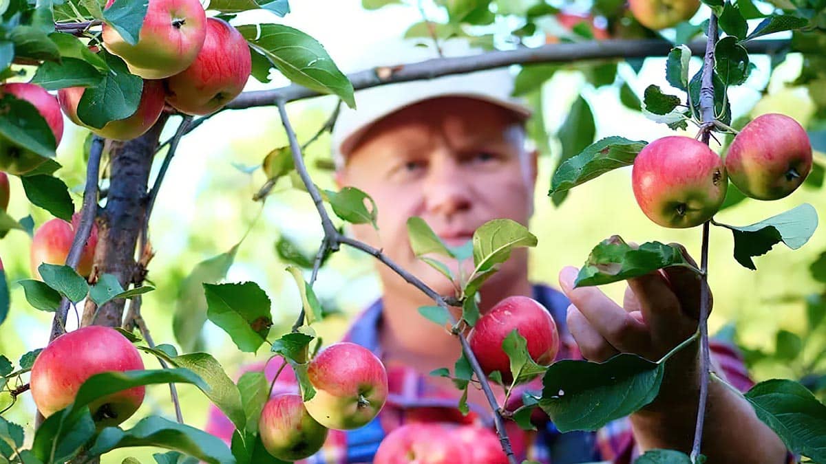 Как да се грижим за ябълките през лятото? Ще получите