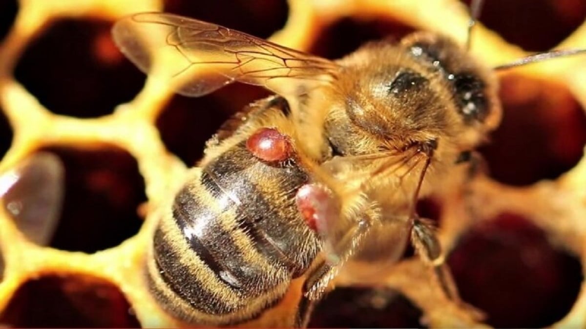 Екологични методи за борба с вароатозата – вароатозата при пчелите