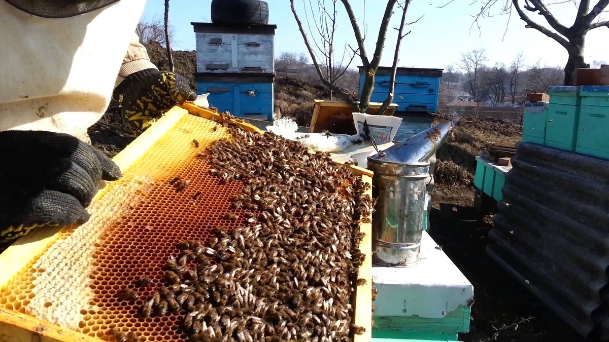 Работа на пчелина през август и септември. Септември е първият