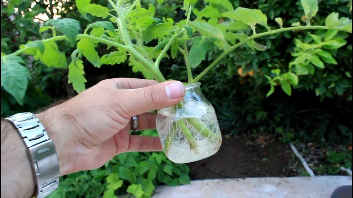 Как да вкореним доматени резници и да ги отглеждаме вкъщи