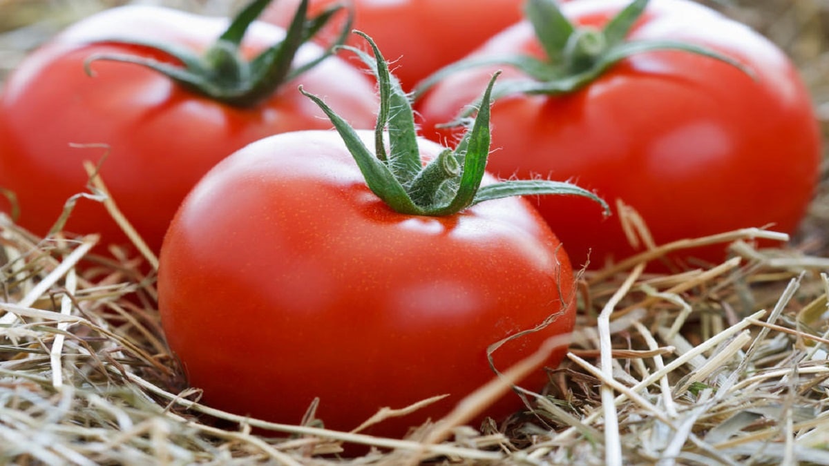 Как да запазим доматите свежи за дълго време Поддържането на