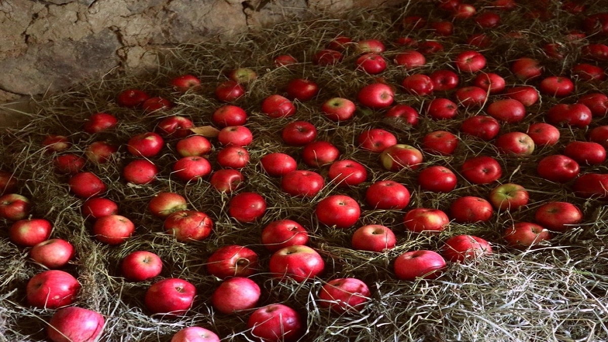 Как да съхраняваме домашни ябълки Можете ли да си представите