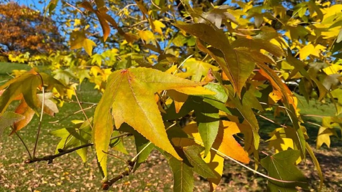 Превърнете есенните листа в компост мулч и органичен тор Всяка
