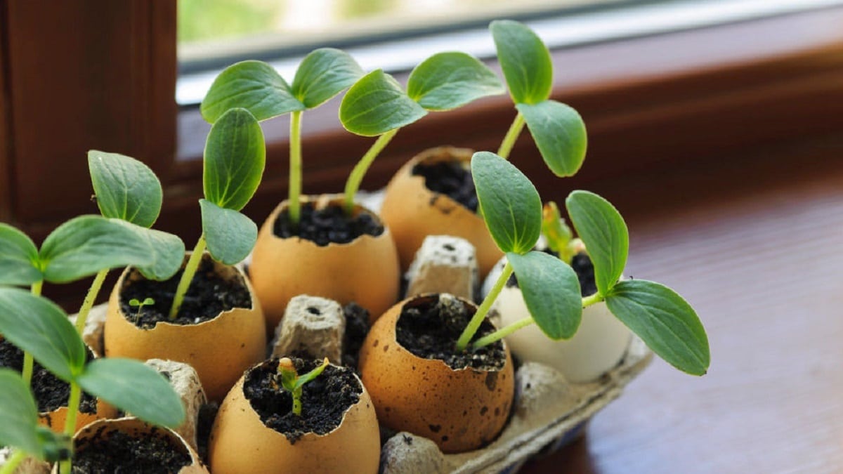Брилянтни приложения на яйчени черупки в дома и градината Яйчената