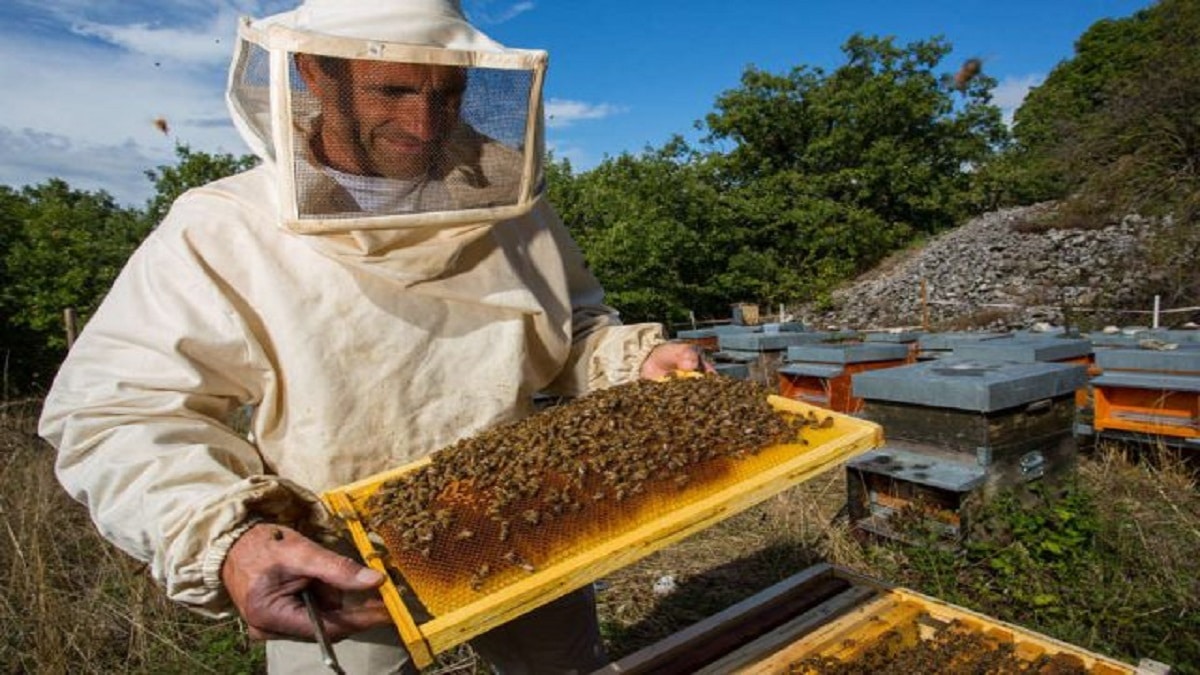 Есенно третиране на пчелите – лечението на пчелите през есента