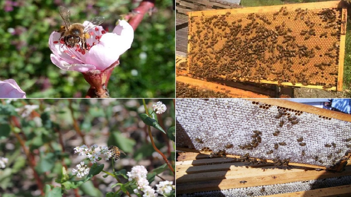 Количество и качество на зимните запаси при пчелите През годината