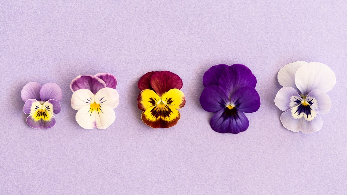 11 ядливи цветя с потенциални ползи за здравето Флоралните централни