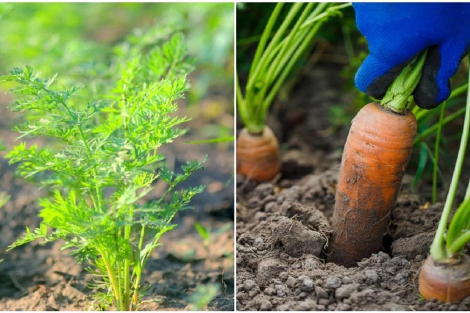 Как да отгледаме най-добрата реколта от моркови