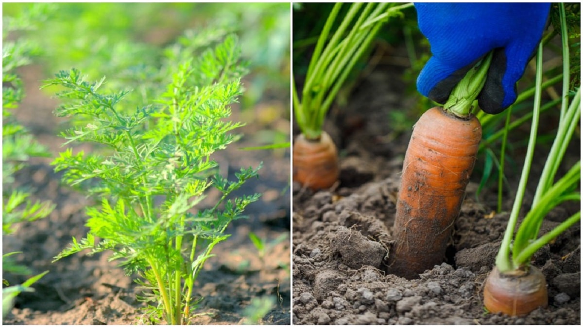 Как да отгледаме най добрата реколта от моркови Да се научим