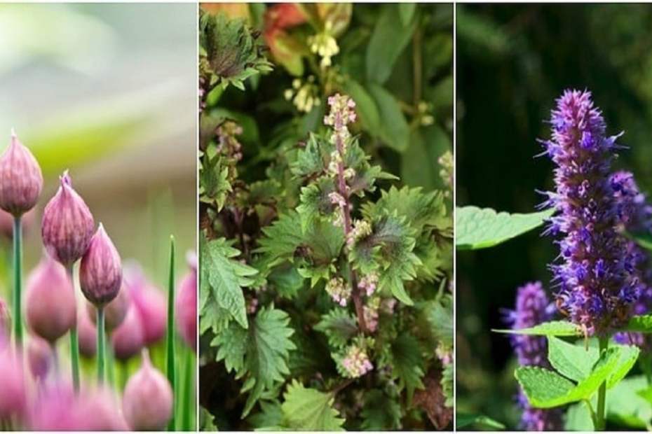 10 наистина редки билки, които може да отглеждаме сами