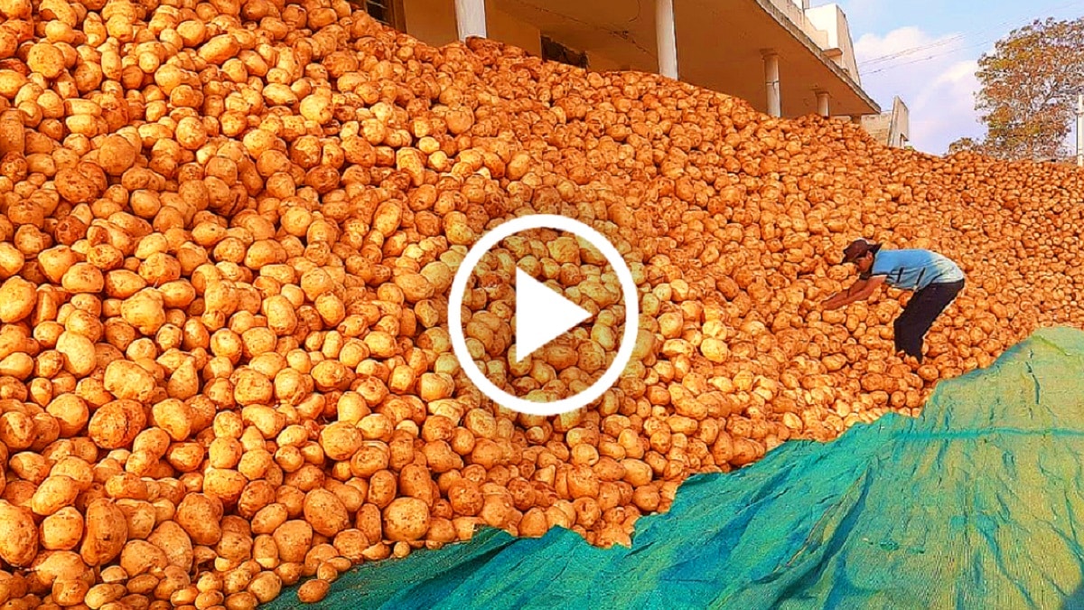 Как да засадим картофи – подробни инструкции и видео Картофът