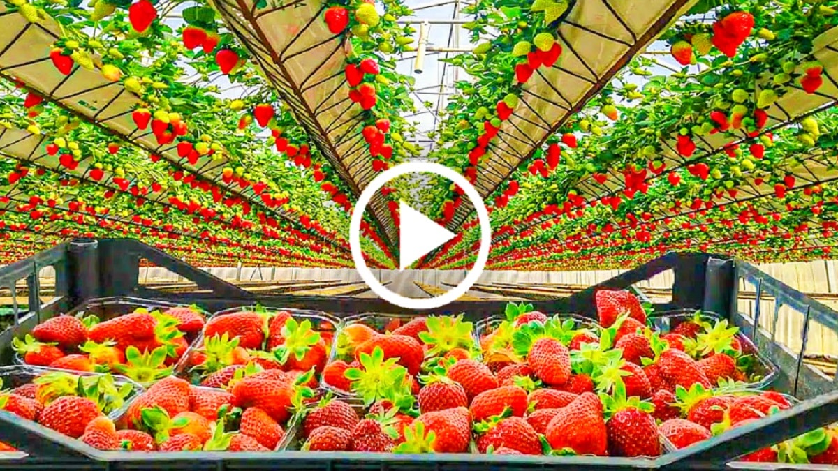 Отглеждане на ягоди без използване на почва Традиционно ягодите се