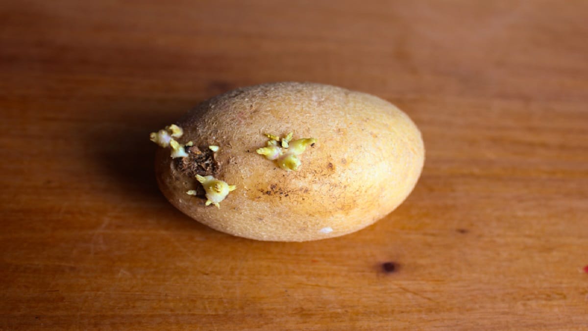 Как да подготвим картофите за засаждане Зимата е времето за