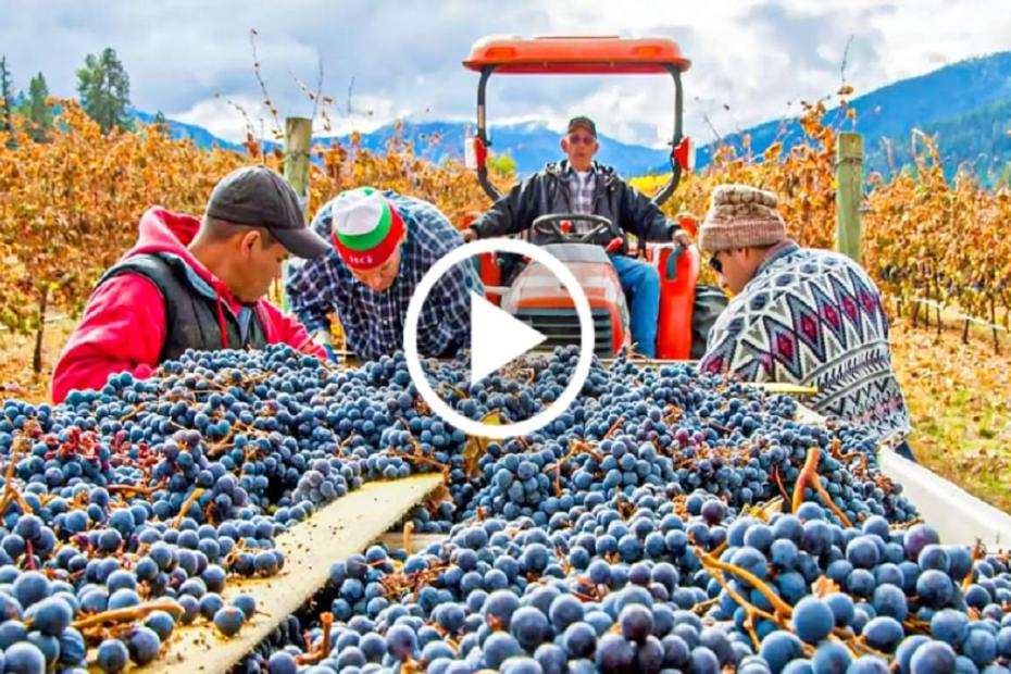 Как се прави вино в днешните винарни - видео