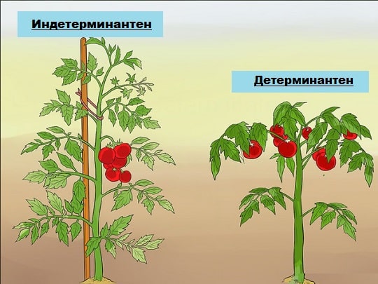 Детерминантни срещу индетерминантни домати