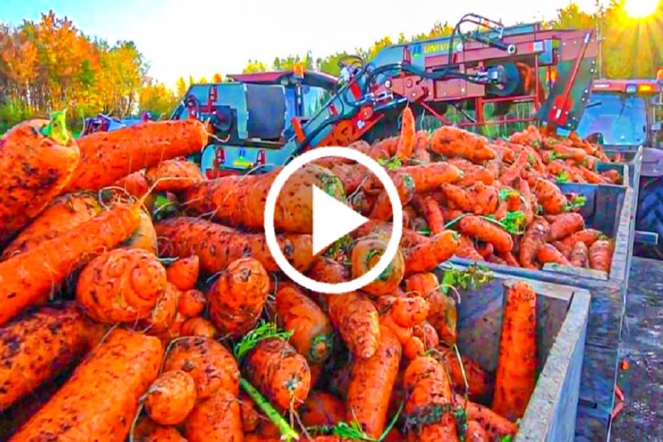 Как да отгледаме моркови от семена до реколта + видео