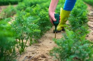 Тествайте почвата в градината, за да определите дали се нуждае от овощарска вар
