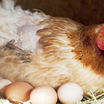 Как да накараме кокошките да снасят повече яйца?