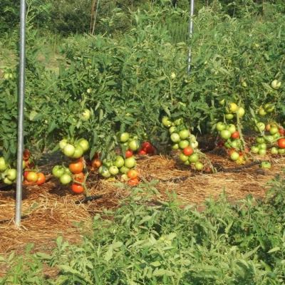 Как да подхраним доматите за бърз растеж на плодовете