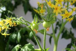 С какво и как да подхраним доматите по време на цъфтежаС какво и как да подхраним доматите по време на цъфтежа