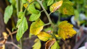 Жълти листа по доматите - как да помогнем на растенията
