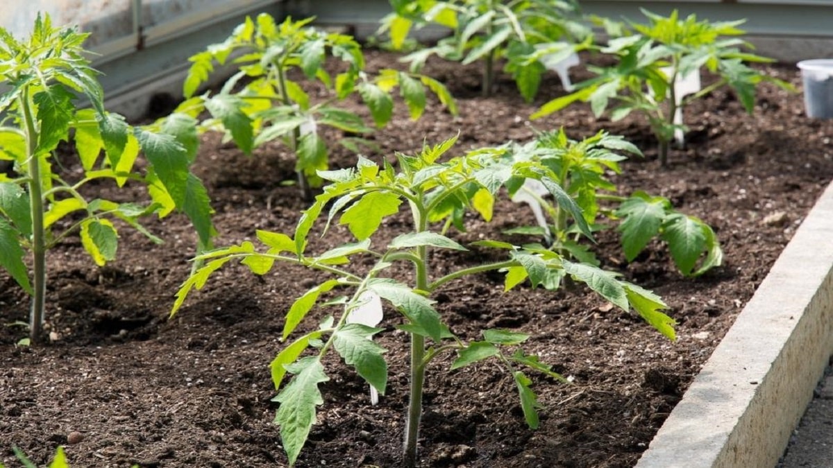 Кореново гниене при доматите – надеждни методи за защита