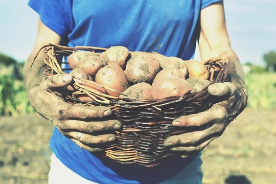 Защо да подхранваме картофите