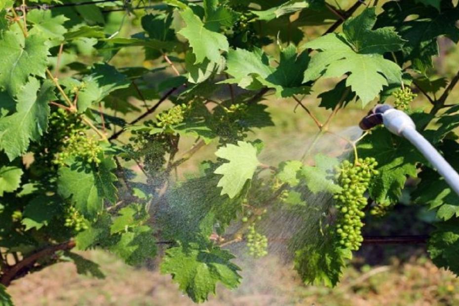 Как да пръскаме гроздето за болести и вредители през лятото