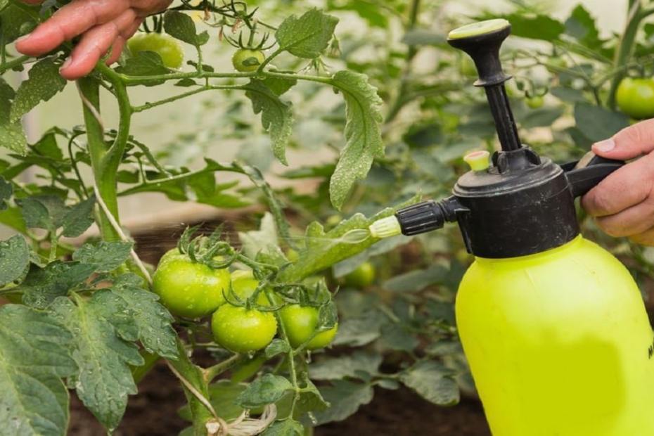 Как да пръскаме доматите през лятото за голяма реколта