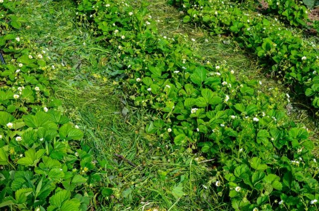 Мулчиране на ягоди с трева - мулчиране на ягоди през лятото