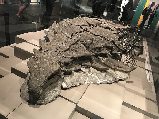 Мумията на нодозавъра - невероятни реликви от древната история