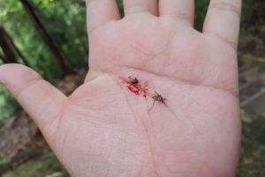 Защо комарите са доста опасни