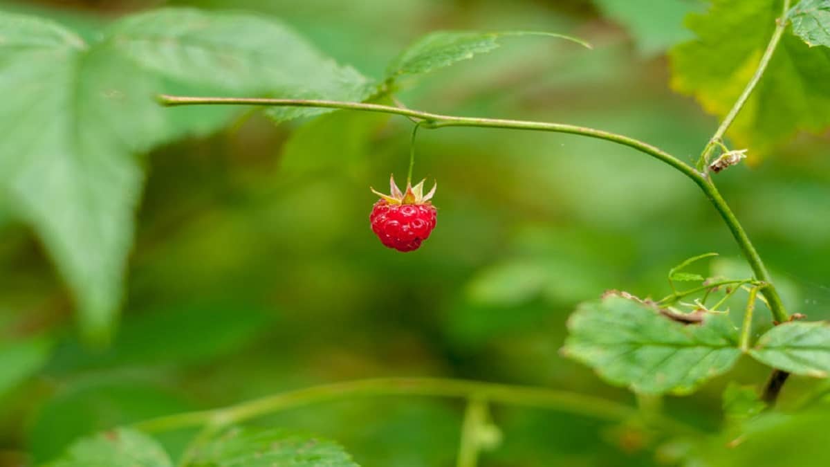 Защо малините не дават плодове – 5 често срещани причини