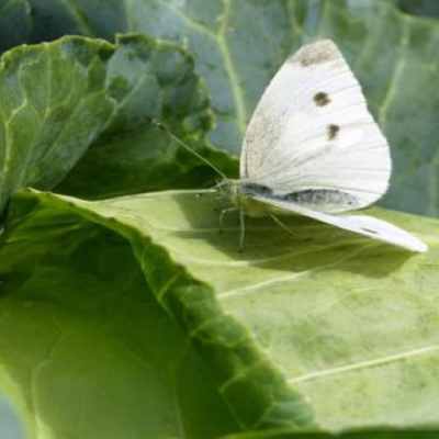 Против бяла зелева пеперуда – как да третираме?