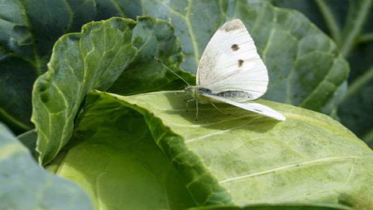 Против бяла зелева пеперуда – как да третираме? Зелевата пеперуда (Pieris