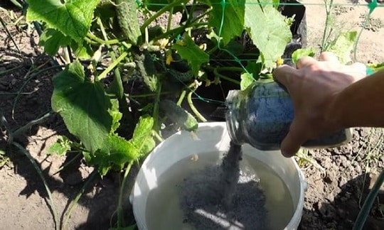 Защита от болести - грижи за краставиците в оранжерията през септември
