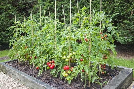 Защо е по-добре да подготвим леха за домати през есента