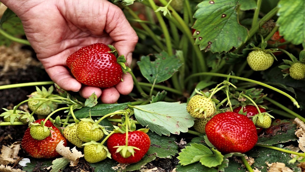 Как да се грижим за ягодите след прибиране на реколтата