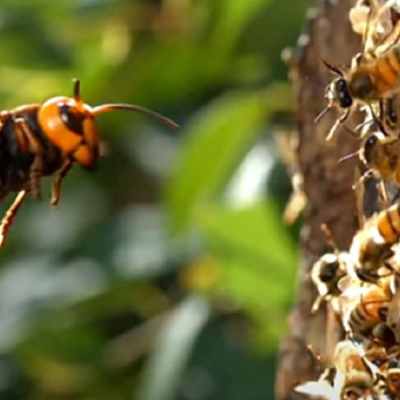 Как да спасим пчелите от оси в пчелина през есента